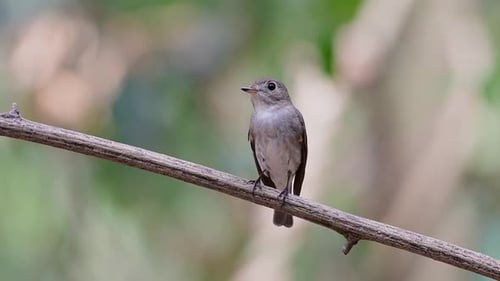 Der Asian Brown Flycatcher ist ein kleiner Sperlingsvogel, der in Japan, Himalaya und Sibirien brütet; migr