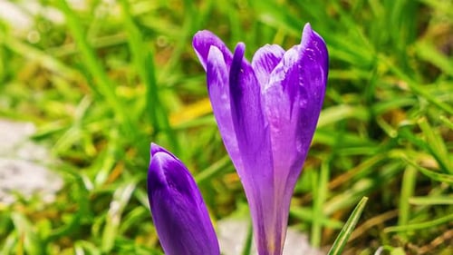 Closeup of Saffron Crocus Flowers Blooming and Snow Melting in Spring Time lapse