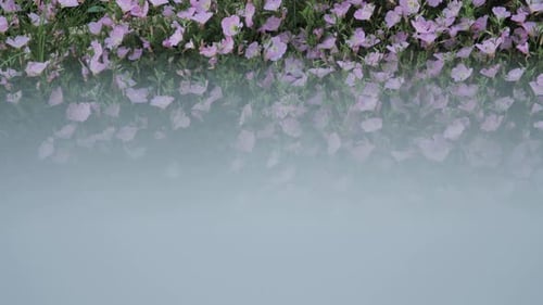Unveiling beginning shot of fresh purple flowers inside a garden.