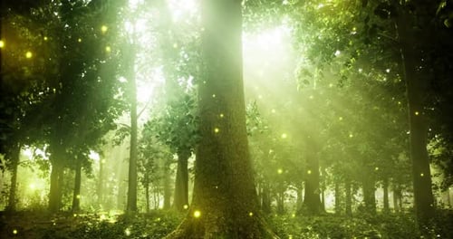 Sunlight Filtering Through Trees in a Serene Forest Glade with Glowing Orbs