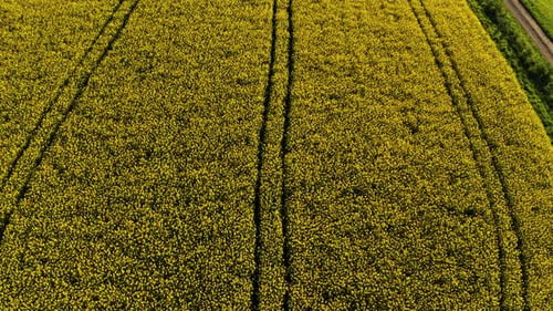 aerial top down view of spring yellow flowers in a small village, Field of rapeseed in full flower,