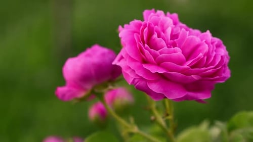A pink Damask rose flower with green leaves