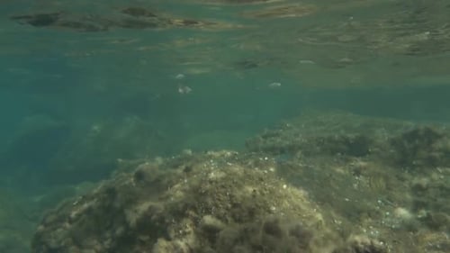 A shoal of small fish in shallow water near the shore. Mediterranean Sea. Sicily. Italy