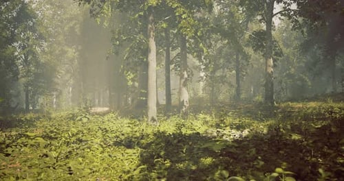 Sunlight Filters Through Tree Canopy in a Serene Forest Setting