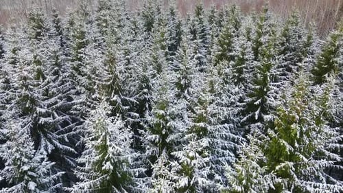 Spruce tops from above. Snowy fir trees from a drone. Beautiful winter in the spruce forest. Searchi