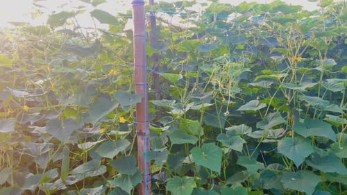 Fresh cucumber plants are green