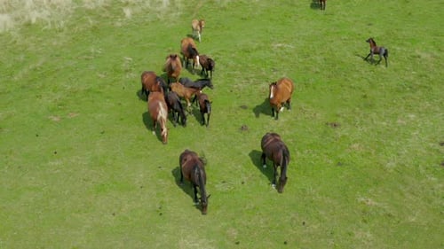 Horses grazing on pasture, aerial view of green landscape with a herd of brown horses, European hors