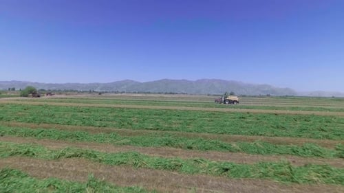 Harvesting Alfalfa in a Rural Farm Field