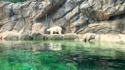 Eisbär, der über ein Wasserbecken läuft, hält an und kratzt sich an der Seite
