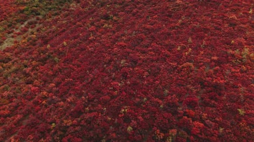 Stunning Aerial View of Vibrant Autumn Foliage Showcases Natures Breathtaking Beauty