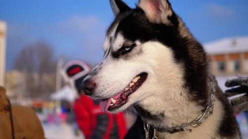 Muzzle Dog Husky Close Up in Winter Slow Motion