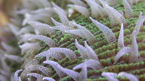 Polyps of mushroom coral super close up macro underwater shot