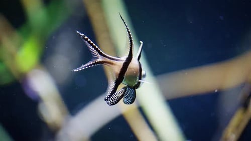 Detalhe da natação de Banggai Cardinalfish
