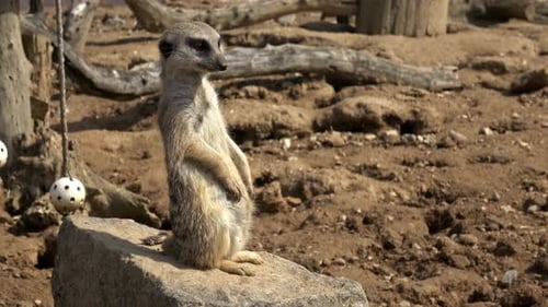 Meerkat Standing Alert on Rock in Natural Habitat