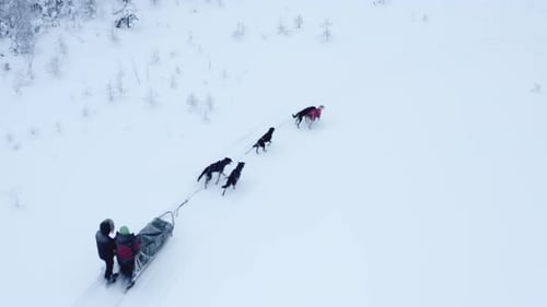 Close up high angle of two people dog sledding in the arctic