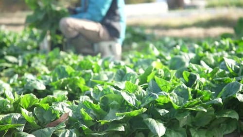Farmer Harvests Green Spinach in Agricultural Field