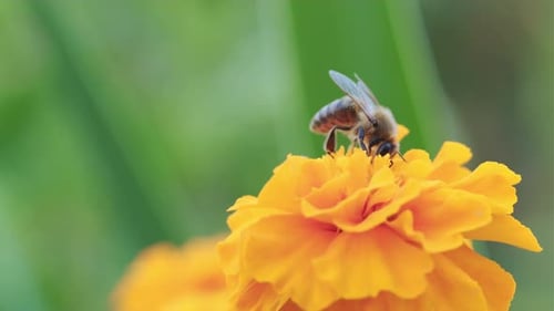 A Closeup View of a Bee Collecting Nectar From a Vibrant Orange Flower in a Sunny Garden Setting