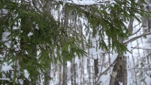 Spruce Branches Beautifully Snowed in the Forest Clip Walking in Beautiful Snowy Forest
