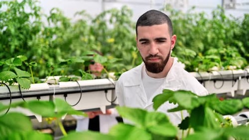 Man Inspecting Plants in Greenhouse
