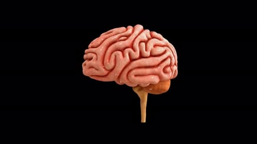 Rotating 3D Human Brain Anatomy on Black Background