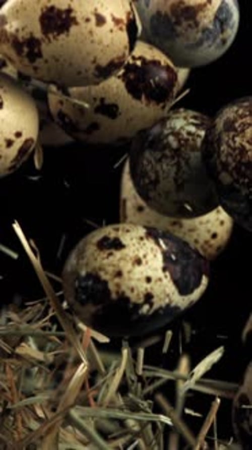 Quail Eggs Fly Up with Hay Filmed on a Highspeed Camera at 1000 Fps