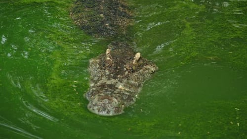 Siamese Crocodile Swimming in Green Freshwater Pond with Only Eyes and Snout Above Surface Textured