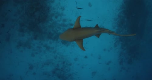 Nurse Shark Swimming Underwater in Tropical Blue Sea