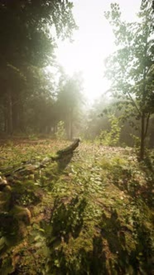 Serene Forest Scene at Dawn with Sunlight Filtering Through Trees