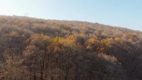 Autumn Forest on Hillside Aerial View