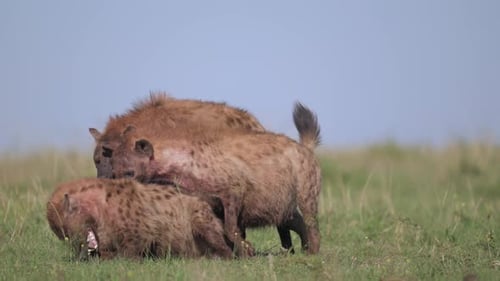Pack of Hyenas Feeding on Prey in Kenya Grassland