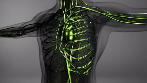 Medically Accurate Animation of Heart with Vains and Arteries