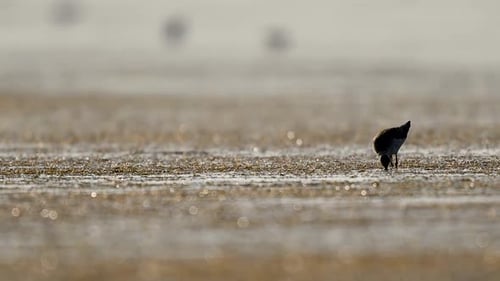 Einsamer Halskrausvogel, der am ruhigen Seewasser frisst