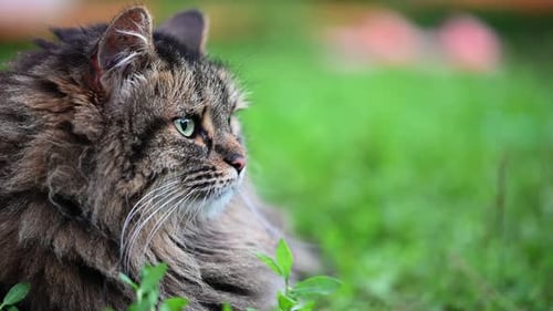 Furry Cat Resting in Green Grass