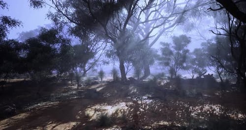 Misty Forest Landscape with Sunlight Filtering Through Trees at Dawn