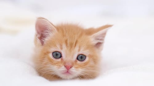 Adorable Orange Kitten Lying on White Blanket