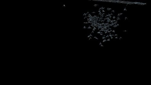 Large Swarm of Dark Birds Flying Animation