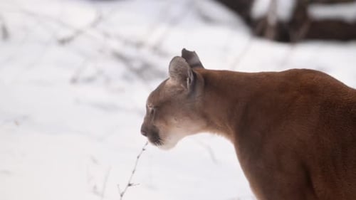 Canadian Cougar Hunts in Winter Forest During Snowfall Showcasing the Beauty and Danger of Nature's
