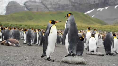 King Penguins Standing Together Near Penguin Colony