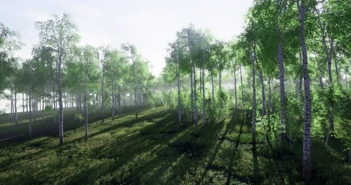 Lush Green Forest with Sunlight Filtering Through Trees in Early Morning Mist