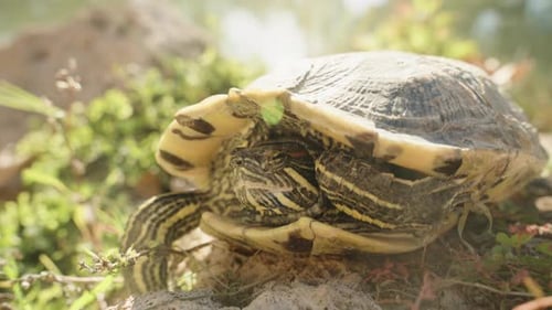 Eine Schildkröte sonnt sich in der Sonne. Sie kletterte aus dem Wasser an die Küste. Nahaufnahme