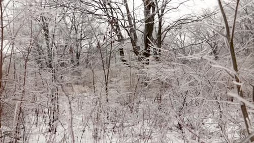 A forward motion into ice covered bushes from freezing rain.