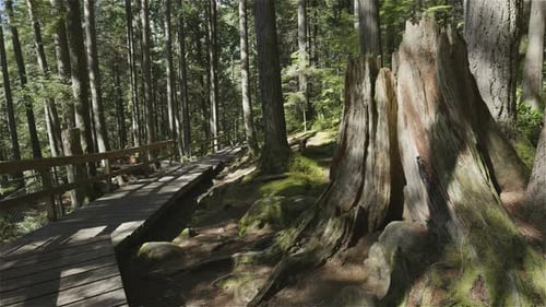 Wooden Hiking Trail in the Rainforest