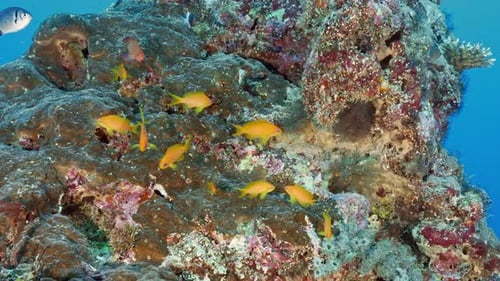 Lebendige Unterwasserlandschaft aus Vulkangesteinsformationen mit farbenfrohen Rifffischen.