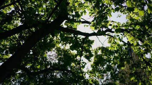 Bottom Angle View Sun Shining Through Green Tree Leaves in Slow Motion