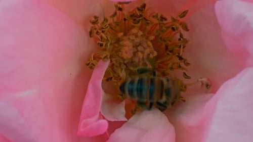 Bee Pollinating Pink Flower in Extreme Close Up