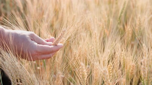 Farmer Through a Wheat Field at Sunset and Touches the Wheat Ears with He Hands Agriculture Concept