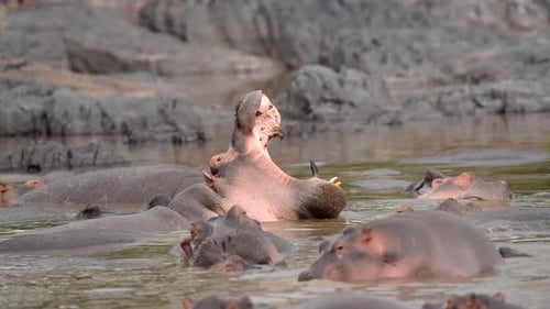 Hippopotamuses, also known as hippos floating in Tanzania water source