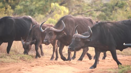 Weidende Herde afrikanischer Büffel, die im Savannenwald spaziert.