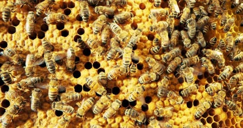 Beschäftigte Bienen arbeiten zusammen Insektenkolonie in Bienenstöcken