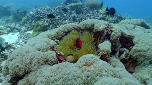 Colorful Fishes Swimming On Anemone Under Deep Blue Ocean. underwater